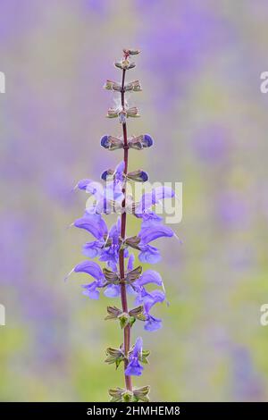 Prairie clary (Salvia pratensis), Renania settentrionale-Vestfalia, Germania Foto Stock