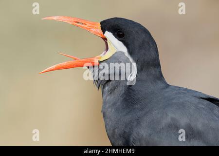 Inca Tern (Larosterna inca), Sud America Foto Stock