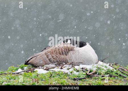 Canadensis (Branta canadensis) che si inzilla sul nido, inizio dell'inverno, primavera, Renania settentrionale-Vestfalia, Germania Foto Stock