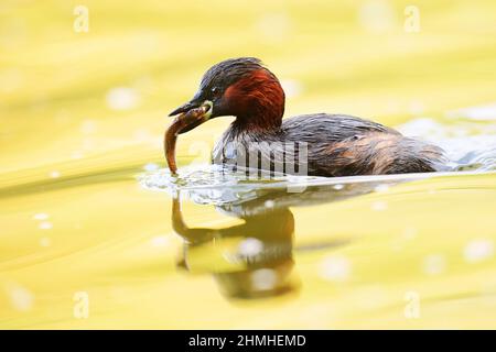 Piccolo grube (Tachybaptus ruficollis) con pesce catturato, Renania settentrionale-Vestfalia, Germania Foto Stock