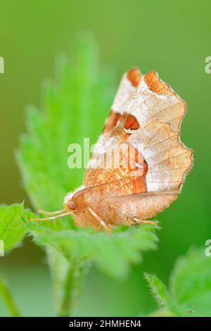 Spina viola (Selenia tetralunaria), Renania settentrionale-Vestfalia, Germania Foto Stock