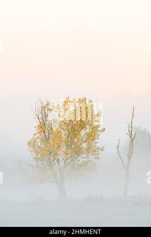 Pioppo canadese o pioppo canadese (Populus Ã—canadensis, Populus Ã—euramericana) in autunno, Renania settentrionale-Vestfalia, Germania Foto Stock