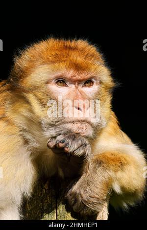 Barbary Macaque o Magot (Macaca sylvanus), ritratto Foto Stock