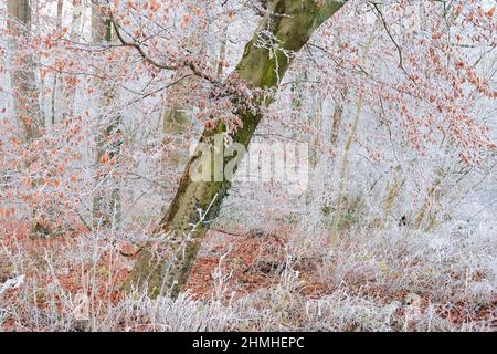 Faggio europeo (Fagus sylvatica) in inverno, Renania settentrionale-Vestfalia, Germania Foto Stock