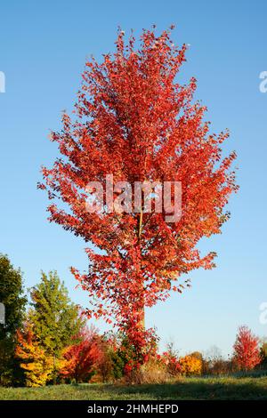 Gomma dolcificante americana (Liquidambar styraciflua) in autunno, Renania settentrionale-Vestfalia, Germania Foto Stock