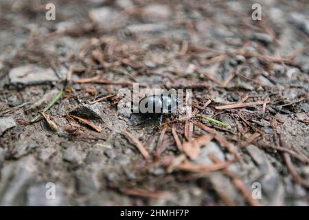 Un coleottero anoplotrupes stercorosus blu-nero nella foresta naturale Foto Stock