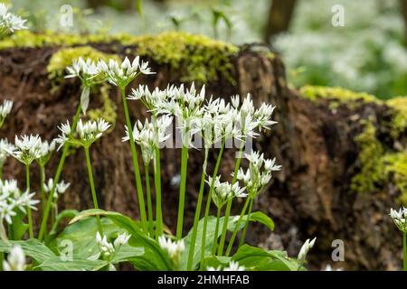 Aglio selvatico in fiore nella foresta (Allium ursinum), specie vegetali del genere Allium. Foto Stock