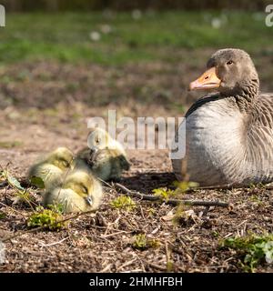 Oca grigielag (Anser anser) con pulcini Foto Stock