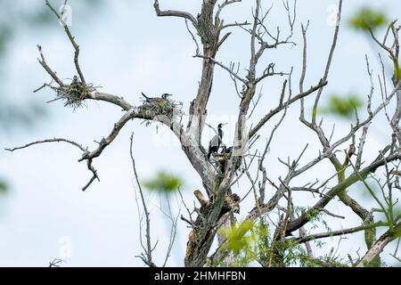 Cormorano (carbo Phalacrocorax). Karlsruhe, nidi nel Pfeifersgrund. Foto Stock