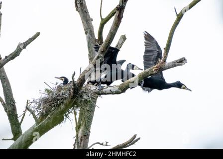 Cormorano (carbo Phalacrocorax). Karlsruhe, nidi nel Pfeifersgrund. Foto Stock