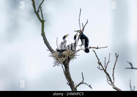 Cormorano (carbo Phalacrocorax). Karlsruhe, nidi nel Pfeifersgrund. Foto Stock