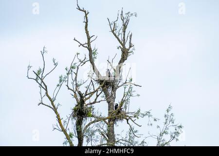 Cormorano (carbo Phalacrocorax). Karlsruhe, nidi nel Pfeifersgrund. Foto Stock