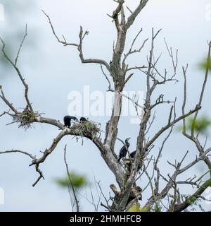 Cormorano (carbo Phalacrocorax). Karlsruhe, nidi nel Pfeifersgrund. Foto Stock