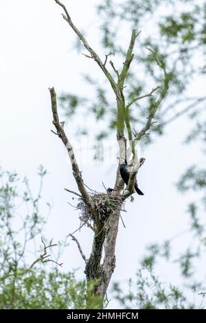 Cormorano (carbo Phalacrocorax). Karlsruhe, nidi nel Pfeifersgrund. Foto Stock