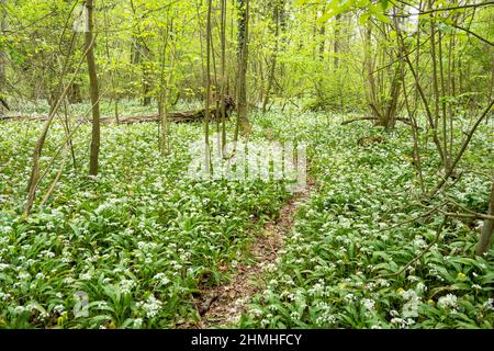 Foresta, sentiero, aglio selvatico fiorito (Allium ursinum), specie vegetali del genere Allium. Foto Stock