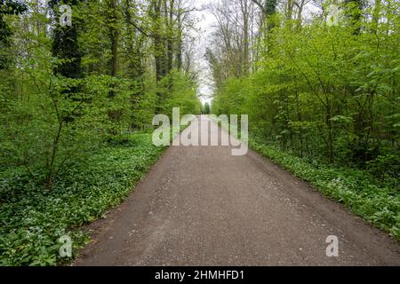 Sentiero forestale con aglio selvatico in primavera Foto Stock