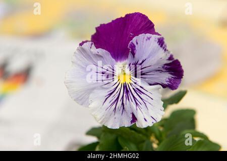 pansies, primavera Foto Stock