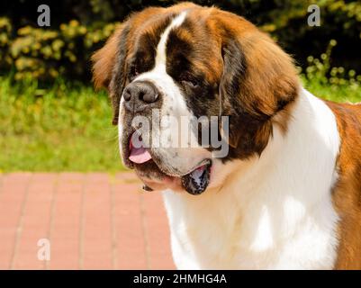 Mosca Watchdog ritratto. Mosca Watchdog è nel parco della città. Foto Stock