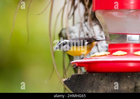 Foto dai colori vivaci di un Bananaquit, Coereba flaveola, uccello arroccato su un alimentatore di colibrì su un ceppo naturale in un giardino. Foto Stock