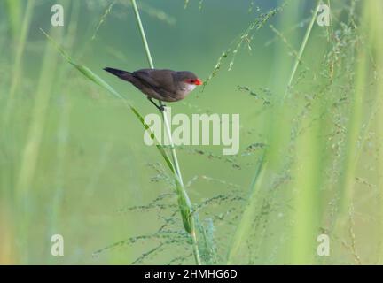 Piccolo uccello comune di Waxbill, Estrilda astrild, mangiare semi da canne alte e l'erba in un campo. Foto Stock