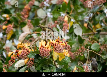 Uccelli di palma Tanager in un albero tropicale insolito ed esotico conosciuto come la palude o immortelle d'acqua, Erythrina Fusca. Trinidad, Indie Occidentali Foto Stock