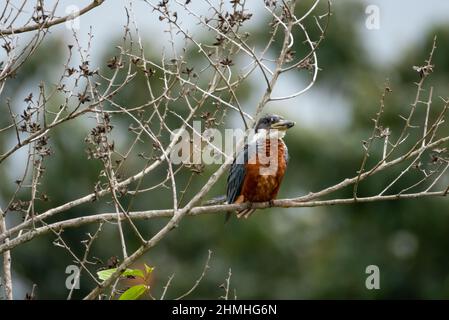 Kingfisher inanellato, Megaceryle torquata, che si aggirava tra rami morti in un albero con sfondo sfocato scuro. Foto Stock