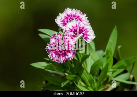 Dianthus fiore rosa chiamato rosa bacia una pianta perenne. Due colori o bicolore ombreggiato bianco e rosa linee dianthus fiori close up Foto Stock