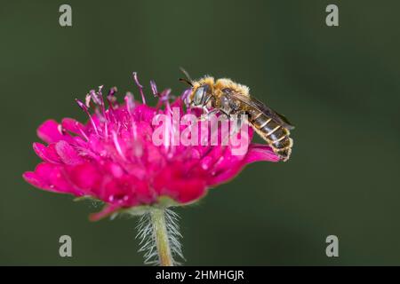 Ape Mason - Osmia adunca - impollina un fiore del campo scabious - Knautia arvensis. Knautia arvensis, comunemente noto come campo scabious, è un lui Foto Stock