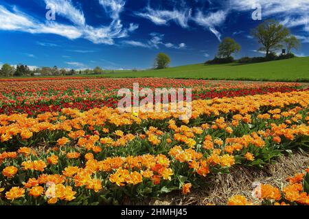 Vista sulla valle con le file colorate giallo e rosso tulipani campo, verde collina con alberi contro blu cielo estivo - Grevenbroich, Germania Foto Stock