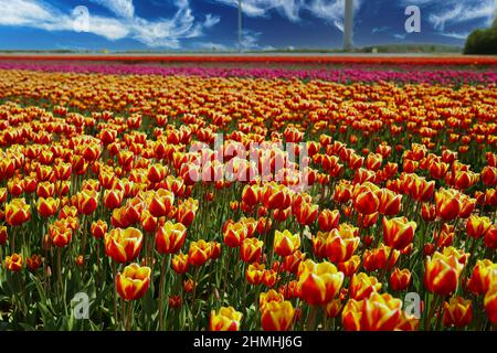 Vista su innumerevoli campi di tulipani multicolore rosso, giallo e arancione contro il cielo blu - Grevenbroich, nrw, Germania Foto Stock