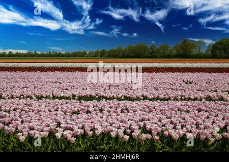 Vista su file di tulipani rosa e rosso sul campo di coltivazione tedesca con innumerevoli fiori contro il cielo blu profondo con nuvole bianche - Grevenbroich, Foto Stock