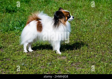 Papillon in profilo. Il Papillon è sull'erba verde. Foto Stock