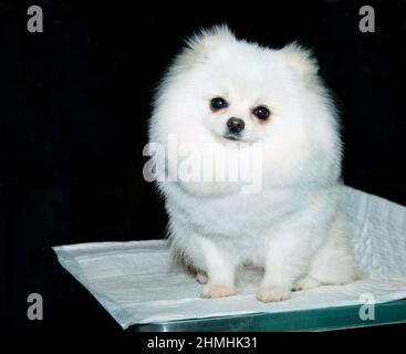 Sedili in Pomerania. La cute Pomeranian è in mostra. Foto Stock