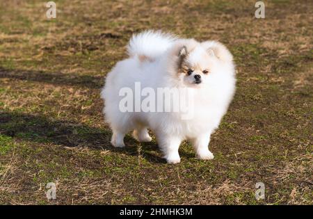 Spitz, Pomerania destra. Lo Spitz si trova nel parco cittadino. Foto Stock