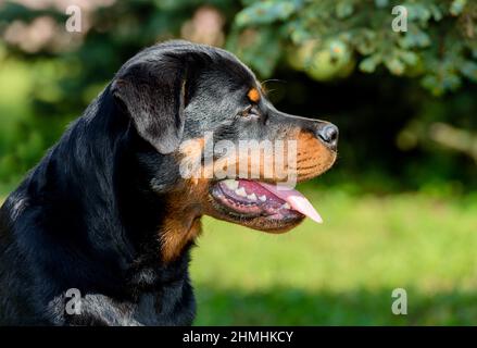 Rottweiler giovane ritratto. Il giovane Rottweiler ritratto è all'aperto. Foto Stock