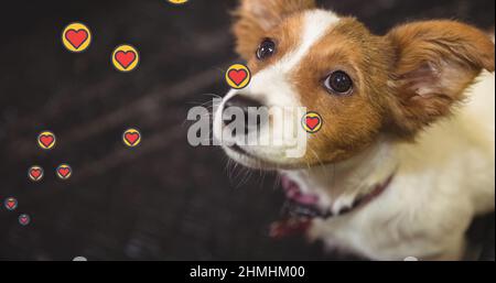 Immagine composita di più icone di cuore rosa che galleggiano contro il primo piano di un cane Foto Stock