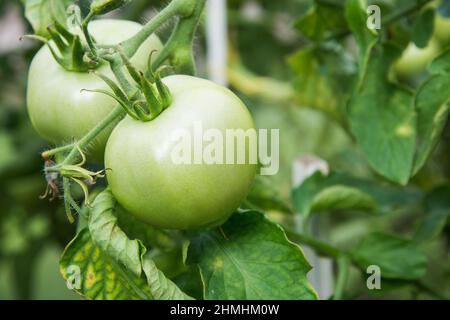 Pomodori verdi su ramo matura in serra. Estate. All'aperto. Orticoltura. Foto Stock