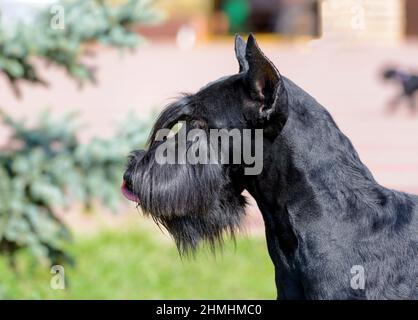 Ritratto gigante di Schnauzer. Il Gigante Schnauzer sorge sul verde prato del parco cittadino. Foto Stock