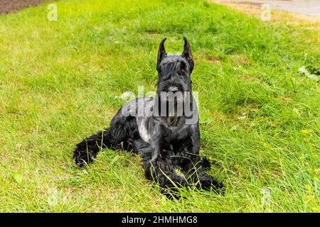 Gigantesco schnauzer si trova. Il gigante schnauzer è sull'erba nel parco. Foto Stock