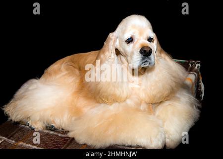 Inglese Cocker Spaniel rilassa. L'inglese Cocker Spaniel è sull'erba. Foto Stock