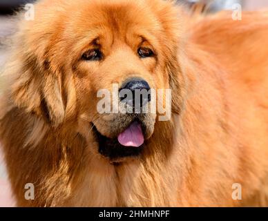 Ritratto del Mastino Tibetano. Il Mastiff Tibetano si trova nel parco sull'erba verde. Foto Stock