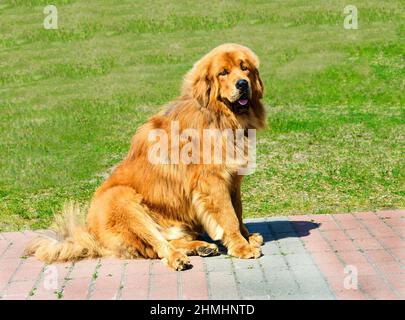 Sedili in maschera tibetana. Il Mastiff Tibetano si trova nel parco sull'erba verde. Foto Stock