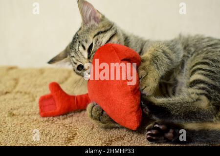 Gattino grigio tabby della razza Kuril Bobtail gioca con un cuore rosso peluche abbracciante Foto Stock