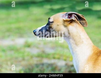 Ritratto del colpo di frusta. Il Whippet è nel parco. Foto Stock