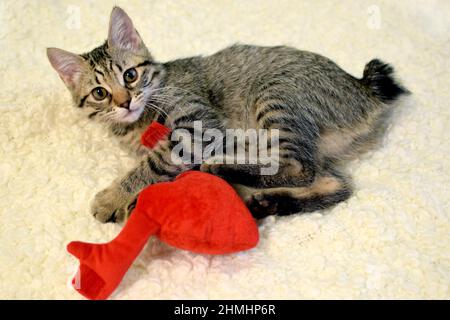 Gattino grigio tabby della razza Kuril Bobtail gioca con un cuore rosso peluche abbracciante Foto Stock