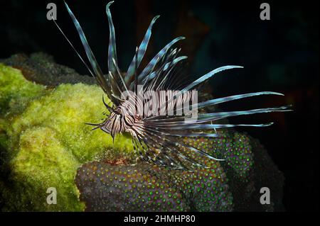 Il leonfish (Pterois Miles) è una specie venomosa invasiva che si trova in tutto il Mar dei Caraibi, fotografata su una barriera corallina dell'isola di Bonaire Foto Stock