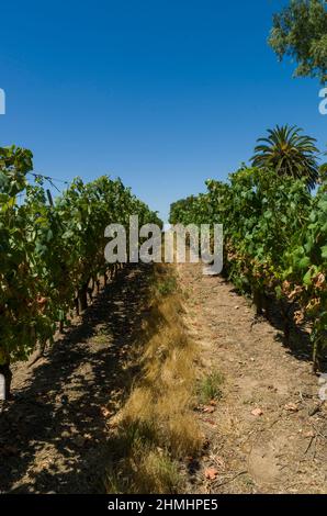 Donna raccolta a mano / tenuta mazzo di uve da vino in vigna Foto Stock