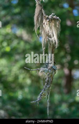 VALLDAL, NORVEGIA - 2020 MAGGIO 29. Fuoco selettivo su un muschio grande appeso ad un albero. Foto Stock