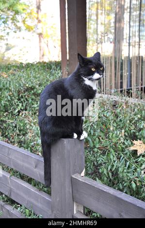 Un gatto bianco e nero di strada siede su un palo di legno. Foto Stock