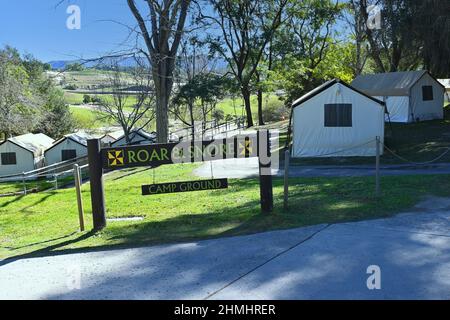 ESCONDIDO, CALIFORNIA - 9 FEB 2022: Ruggito e campo di Snore al San Diego Zoo Safari Park, dove gli ospiti possono pernottare nel parco. Foto Stock